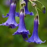 50 เมล็ด ดอกไม้ ดอกแตรนางฟ้า ดอกลำโพง (Angel of Trumpet) (Brugmansia species) สายพันธุ์ Blue Mini Angel Trumpet