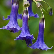 50 เมล็ด ดอกไม้ ดอกแตรนางฟ้า ดอกลำโพง (Angel of Trumpet) (Brugmansia species) สายพันธุ์ Blue Mini An