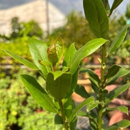 Bay leaf, Aromatic Leaf  (0.7m)  For Edible Plant