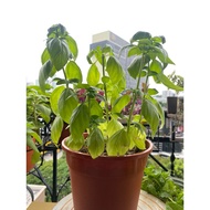 home grown pesticide free sweet basil plant