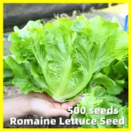 Romaine Lettuce Seed - 500 Seeds Rapid Leafy Lettuce Seed for Sale Lettuce Vegetable Seeds for Begginers Vegetable Salad Plants Seeds Easy To Grow Philippines Lettuce Curly Green Seeds for Planting Vegetable Plants Loose Leaf Lettuce Seeds for Hydroponics