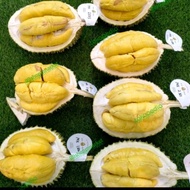 Durian Musang king utuh fresh durian terbaik malaysia 2 kg