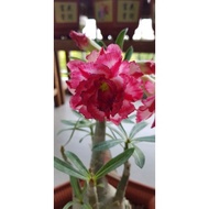 Adenium/Desert Rose 富贵花