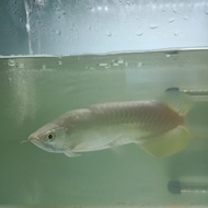 arwana golden red hb 25cm