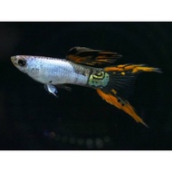 Guppy Fish  Silverado Double Sword color Enhancer (TRIO)