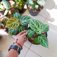 tanaman anthurium kuping gajah dorayaki silver