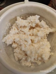 奶克菲爾菌株 （Kefir) 30g