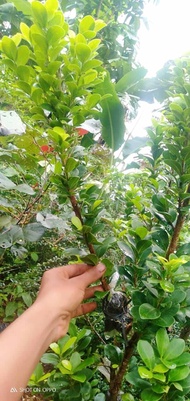 Bibit beringin Kompakta bonsai cangkok 30-40cm