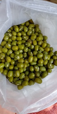 kacang hijau bening australia