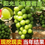 Ground Climbing Vine Fruit Sapling Sunshine Rose Grape Seedlings Sunshine Rose Grape Seedlings Planted in the South and