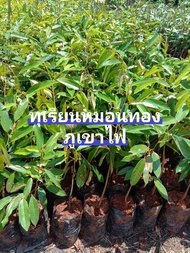 ต้นทุเรียนภูเขาไฟ 100% หมอนทอง จัดส่งพร้อมถุงชำ4นิ้วสูง60-80cmเนื้อดี หวานมัน เนื้อแห้ง ความพิเศษของทุเรียนภูเขาไฟศรีสะเกษ” ส่วนใหญ่จะเป็นทุเรียนพันธุ์หมอนทอง และแม้ว่าสายพันธุ์ทุเรียนหมอนทองที่ปลูกอยู่ที่ศรีสะเกษนั้นจะมาจากจังหวัดจันทบุรี แต่เนื่องจากพ