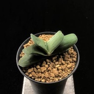 SG1170-臥牛十二卷🔥多肉植物小盆栽禮物🔥