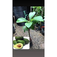 Pokok Avocado Hybrid, Avocado Kahwin