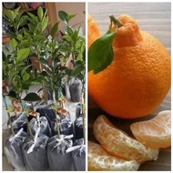 ต้นส้มเดโกปอง (Dekopon Orange) ส้มที่ได้รับการขนานนามว่าอร่อยที่สุดในโลก ขึ้นชื่อว่าส้มที่อร่อยที่สุ