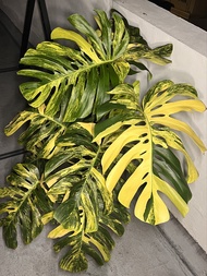 超大 黃錦龜背竹 觀葉植物盆栽