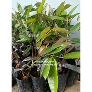 Anak Pokok Durian D175 Udang Merah