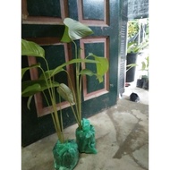 RESTOCK‼️✅ ANAK POKOK LEREK RM35(LIMITED)(DAUN UTK BUNGKUS LEMANG/POKOK LANDSKAP)Ada 4 anak pokok dl