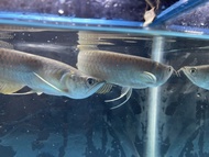 ikan arwana silver brazil size 15 cm