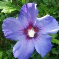 Benih pokok bunga raya / hibiscus syriacus blue bird seeds