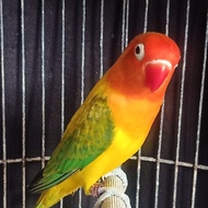 Burung lovebird biola euwing gold dan bio pb blue