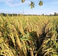 BENIH PADI MR297 JENIS PADI TERBARU DENGAN KUALITAS TERBAIK KEMASAN 5KG