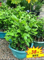 茉莉花盆栽植物 花 清香 園藝種植