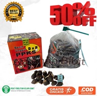 (TERLARIS)BENIH KECAMBAH sawit PPKS SMB/239 MEDAN Asli isi 250 butir BERSERTIFIKAT BELI 1 free serfi