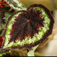 Tanaman Hias Begonia Brownis - Begonia Hitam