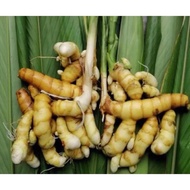 ULAM TEMULAWAK FRESH UBI TEMU MANGGA / TEMU AWET MUDA TEMULAWAK IBU BERPANTANG 200g