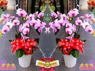 新店區/中和區/永和區/土城區/鮮花店【gtco702】祝賀蘭花盆栽(6株/粉花紅心蝴蝶蘭/高筒盆)1對2盆~專人配送