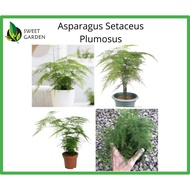 Asparagus Setaceus Plumosus / Indoor Plant