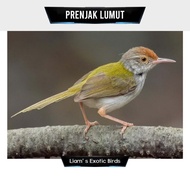 Burung Prenjak Bawah Prenjak Lumut Pilihan #**#