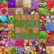 Flower Seed Four Seasons Seed Small Package Gypsophila Sunflower Cosmos Hundred Sunflower Sunflower 