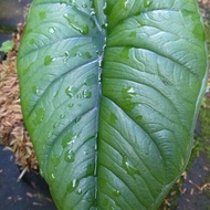 alocasia bisma