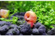 Live Apple Snail Aquarium Cleaner Algae Eater Fish Tank Cleaning Snail Freshwater Aquatic Pet Easy C