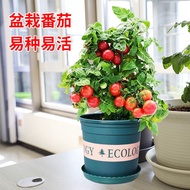 Dwarf Tomato Seeds Potted Small Tomatoes Virgin Fruit Farm Balcony Fruit Vegetable Seeds Easy Living