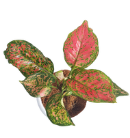 Aglaonema "Ruyi"