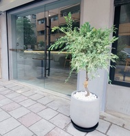 2024開幕送禮新品-斑葉榆樹