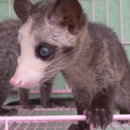 MUSANG LANGKA Mozaik Bermata Biru