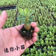 【Rare plants】【Double Lobe Adenium Obesum】Desert Rose Seedlings Ornamental Flower Plant Everblooming Indoor Greenery Flow