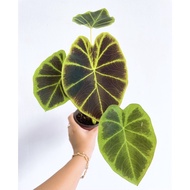 💕PLM💕 Colocasia Affinis Jenningsii, Pokok Keladi Hitam, Colocasia Black