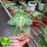ready Tanaman hias anthurium tarantula clarinervium- Tanaman Hias