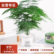 Yingxia Asparagus Fern Office Living Room Flower Grow up Easily Plant Bonsai Easy to Keep Plant Asparagus Fern a Basin（P