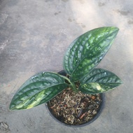 anthurium sirih varigata