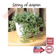 (GG real plant) string of dolphin ^ hanging Pokok hidup hiasan rumah gantung live indoor houseplant 