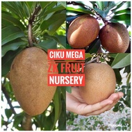 Anak pokok ciku mega