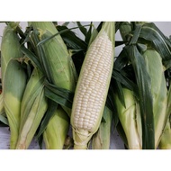 JAGUNG SUSU CAMERON/EXTRA SWEET WHITE CORN (4 pcs GRADE A)