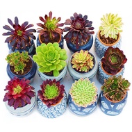 Black Master Succulent Plant Master Succulent Old Pile Multi-Head Super Large Master Succulent Processing Wholesale