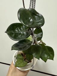 切爾西球蘭Hoya Carnosa Chelsea
