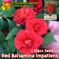 100% Original Red Double Camellia Impatiens Balsamina Seeds for Sale (Fresh 10pcs Seeds) 红凤仙花种子 Benih Pokok Bunga Flower Seeds for Planting Garden Flowering Plants Seeds Indoor Rare Plants Bonsai Seeds Live Plant Air Plant Benih Bunga Benih Pokok Bunga